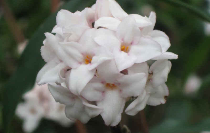 RHS reveals top plants to match Pantone&rsquo;s Colour of the Year 2026