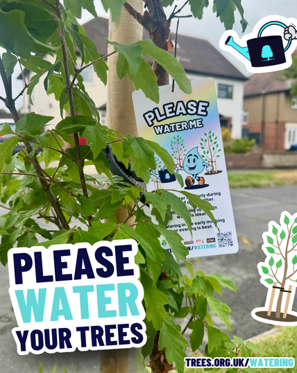 Watering young trees in hot weather 