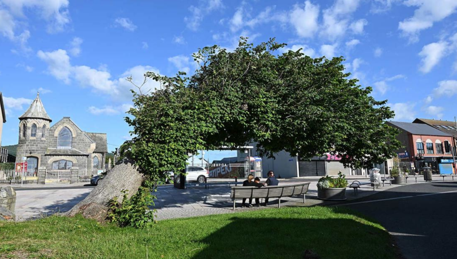 Tree of the Year shortlist announced showcasing UK's toughest trees 