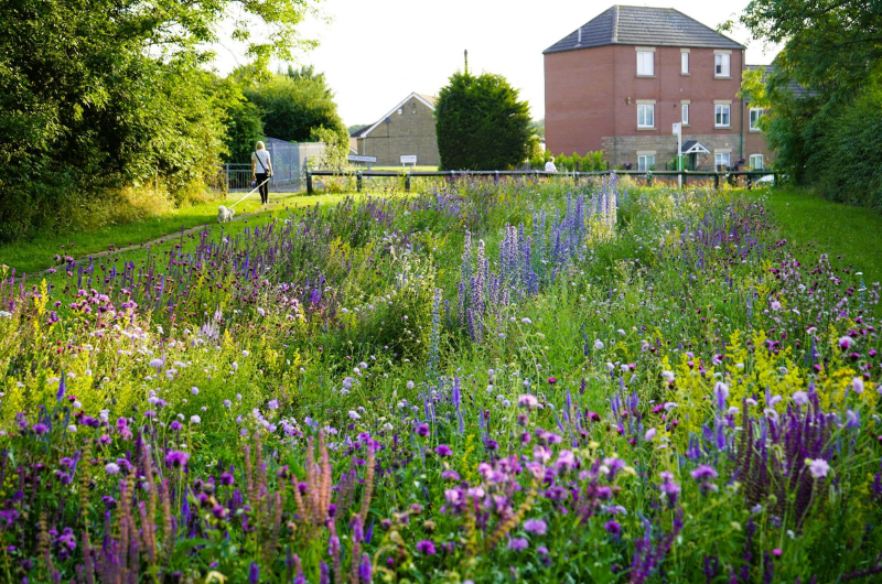 Award-winning seed mixes, plants and turf from Pictorial Meadows at GroundsFest 2026