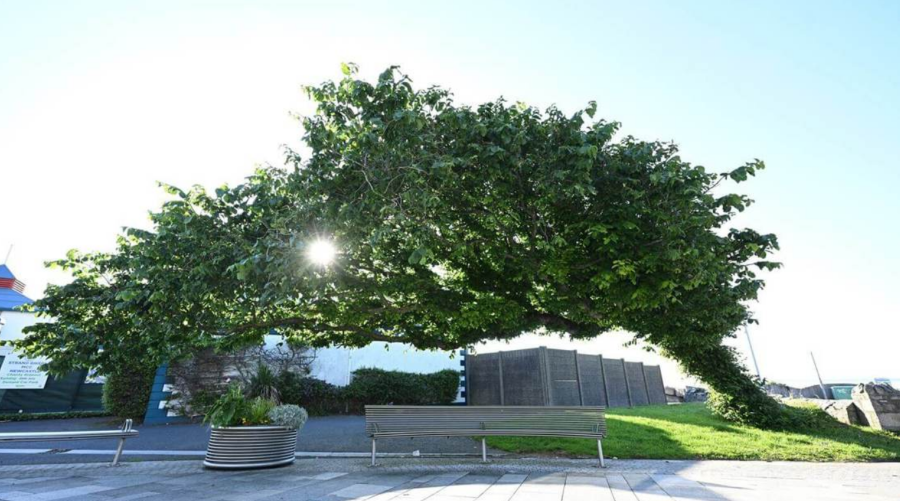 'Bendy Tree' wins UK Tree of the Year, in first for Northern Ireland 
