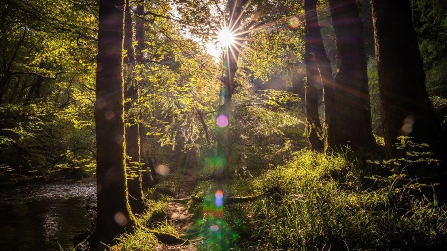 UK&rsquo;s &lsquo;Forgotten Forests&rsquo; to be brought to life at Chelsea 