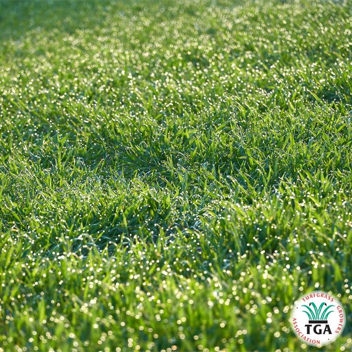 TGA calls for consistent 28-day exemption for newly laid turf during water restrictions