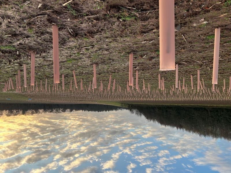 Tubex launches biodegradable Nature Easysleeve for hedge and small-scale planting protection