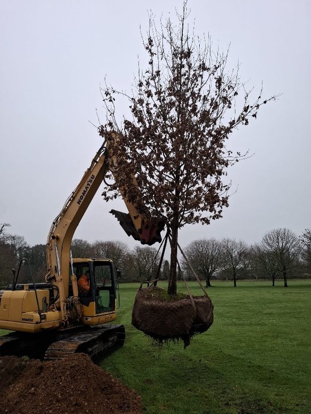 The challenges in transplanting large trees