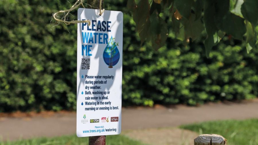 Heatwave prompts expert advice on protecting trees in drought 