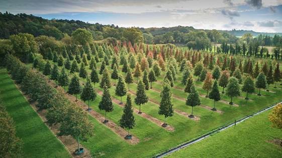 Hillier Nurseries celebrates latest sustainability award following landmark year of industry recognition
