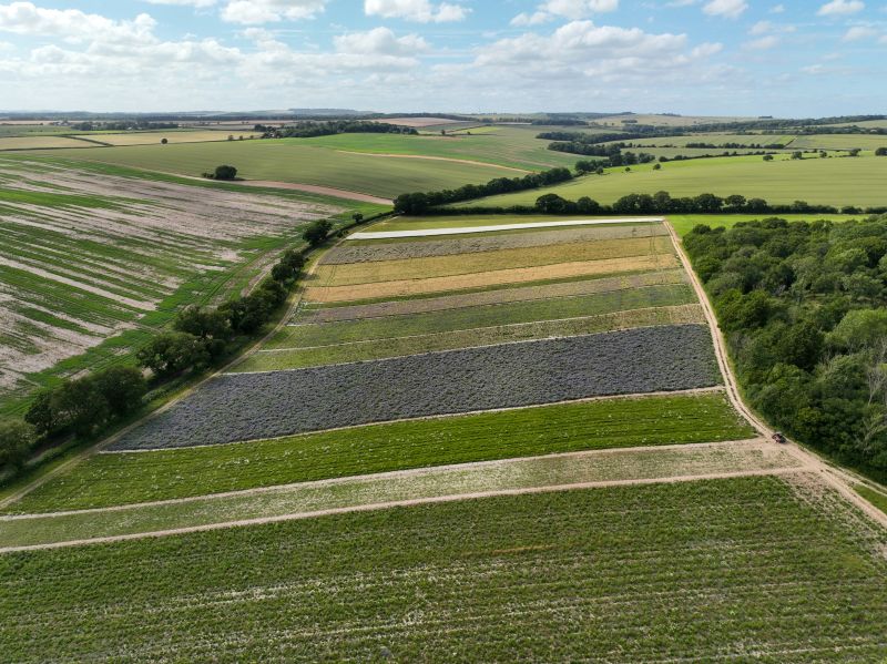 Bird monitoring reveals 41 species at Wildflower Co. farm, highlighting the value of biodiversity-friendly landscapes