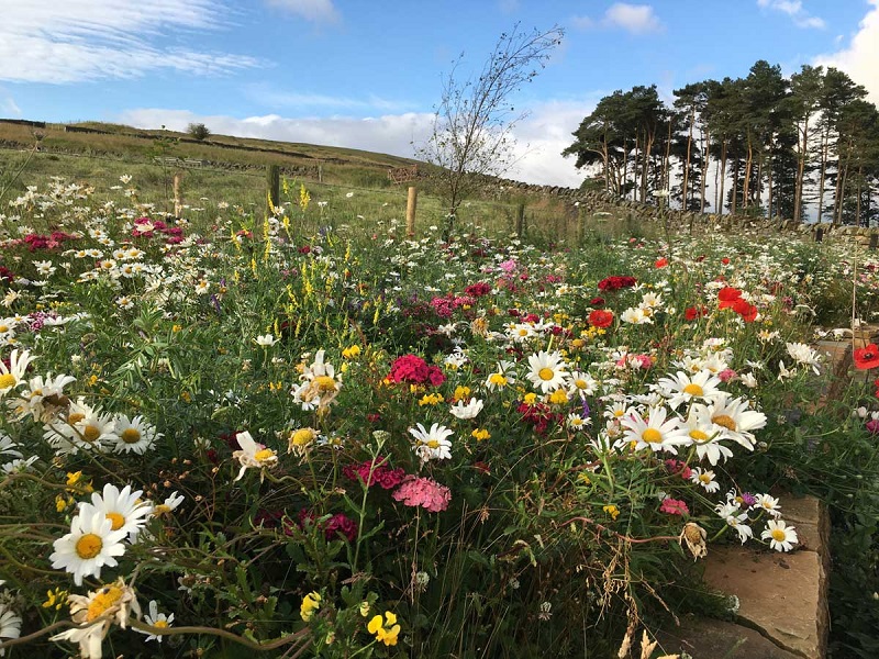 Pioneer of wildflower habitats brings colour to GroundsFest 2025