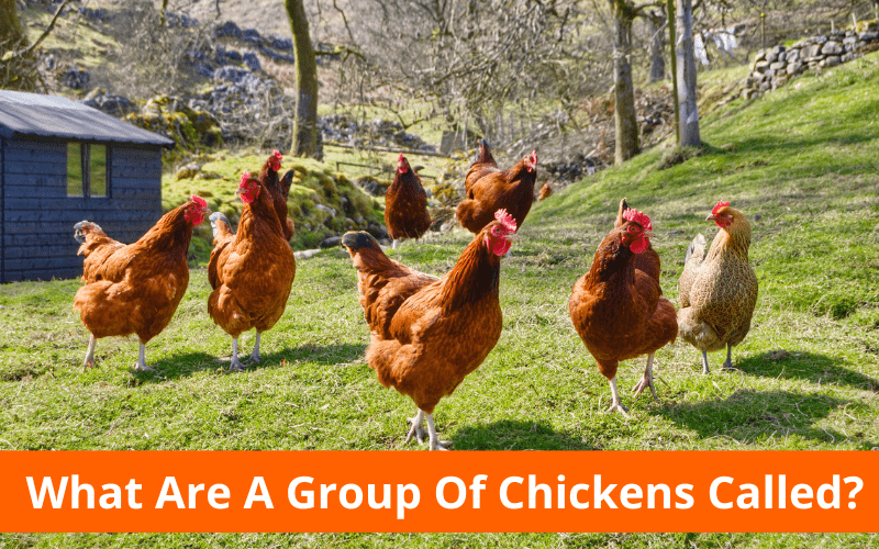 Everything You Need To Know What Are A Group Of Chickens Called
