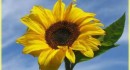 Il Casale dei Girasoli