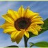 Il Casale dei Girasoli