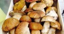 Trieste Funghi Ingross