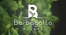 Barbagallo Plants soc. Agricola a r.l.
