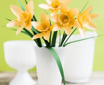 Daffodil 1