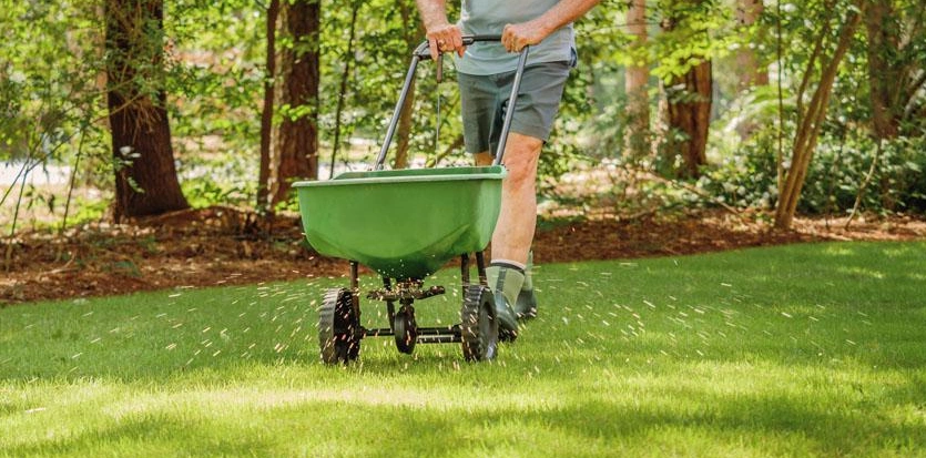 If your lawn is completely bare, reseeding is a great solution. Combine with a suitable spring lawn feed for best results. 
