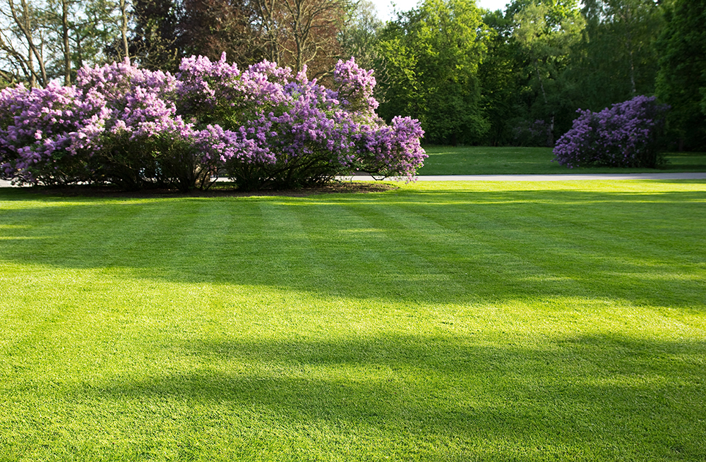 A picture of a lovely garden