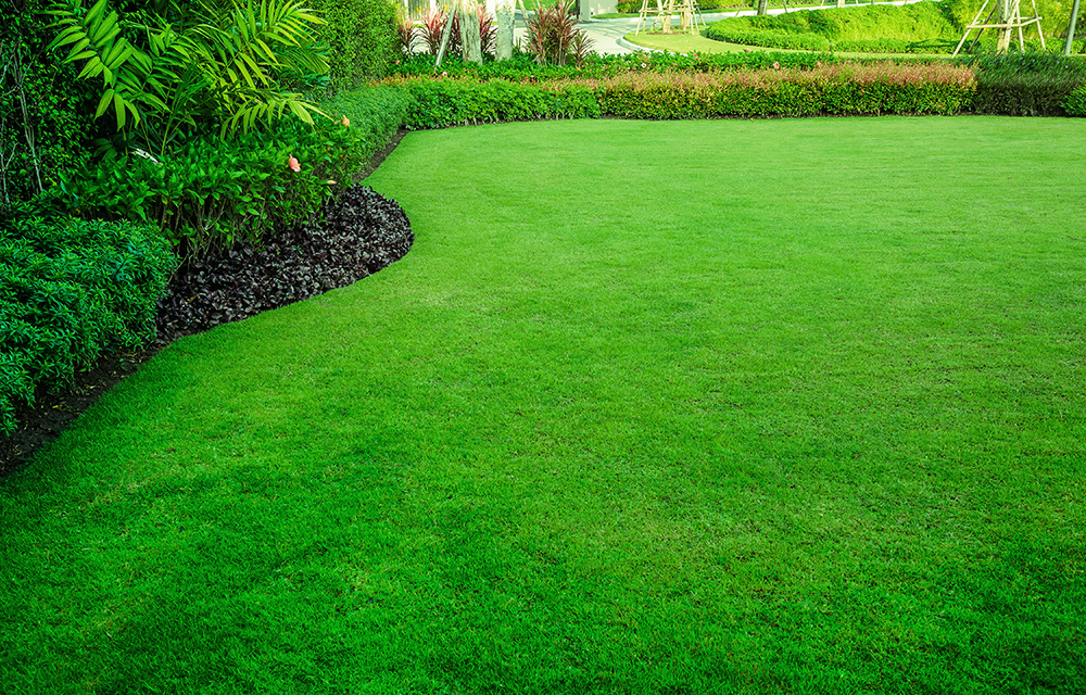 Spring lawn feed replenishes nutrients that have been lost over the winter period. 