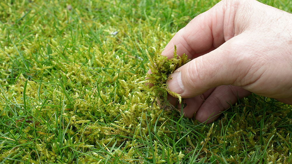 Spring is perfect to remove moss and weeds before they begin to spread.