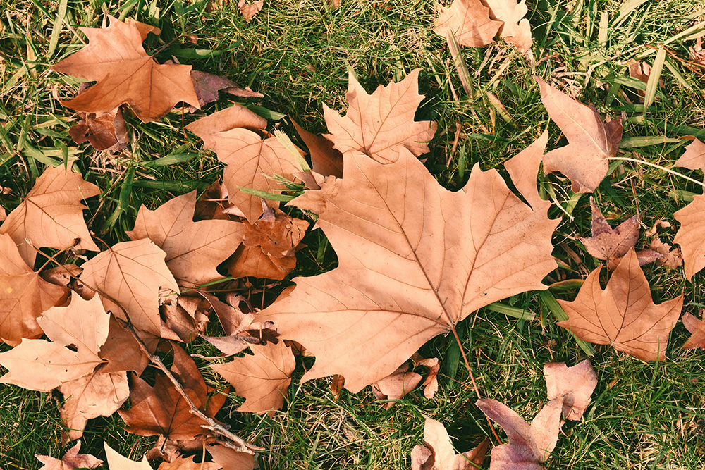 Autumn feeds focus on root strength, whereas spring feed focuses on boosting growth and colour.