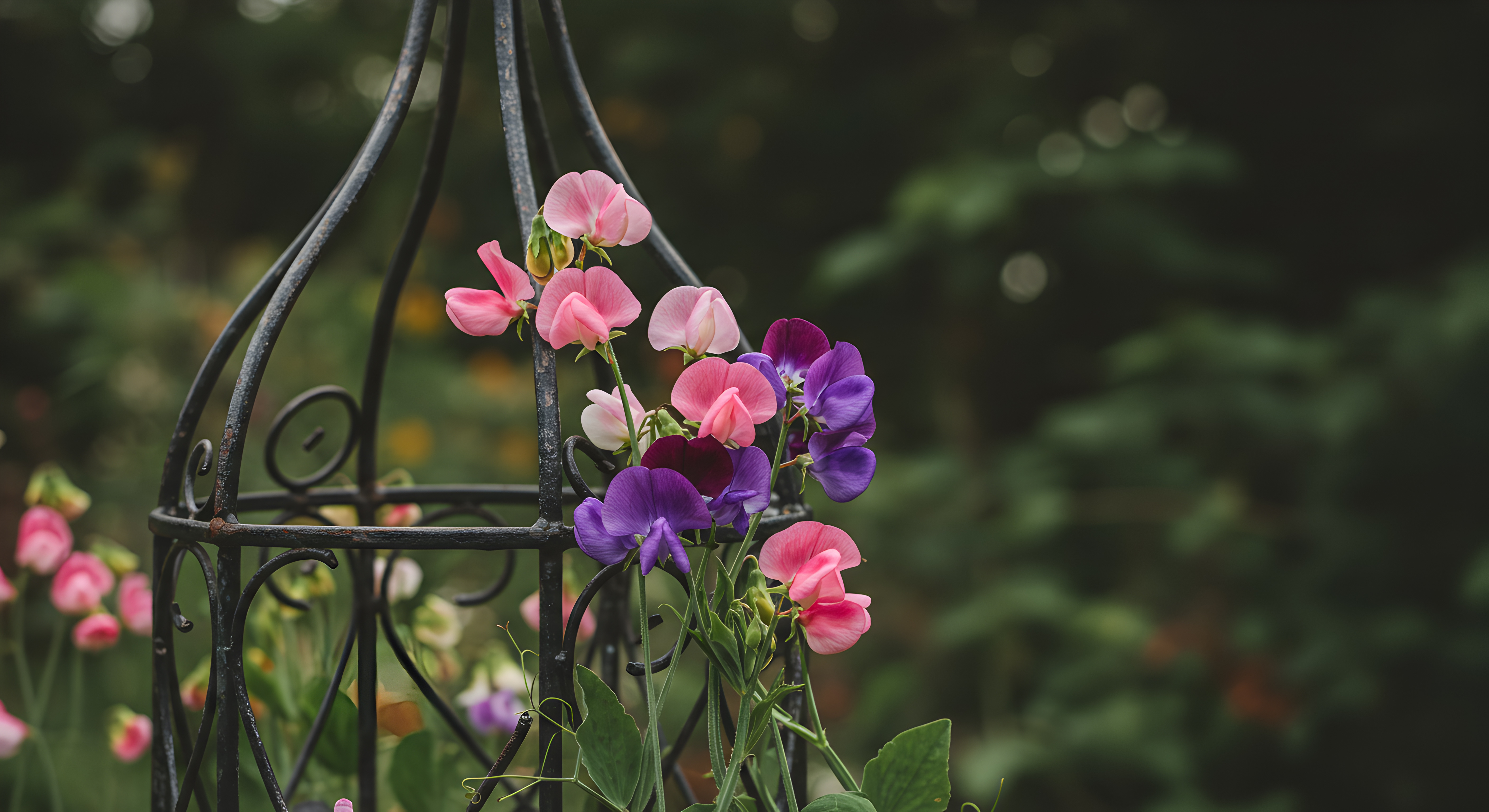 Obelisk trellis' are a stunning addition to any garden, and can be used to grow flowers.