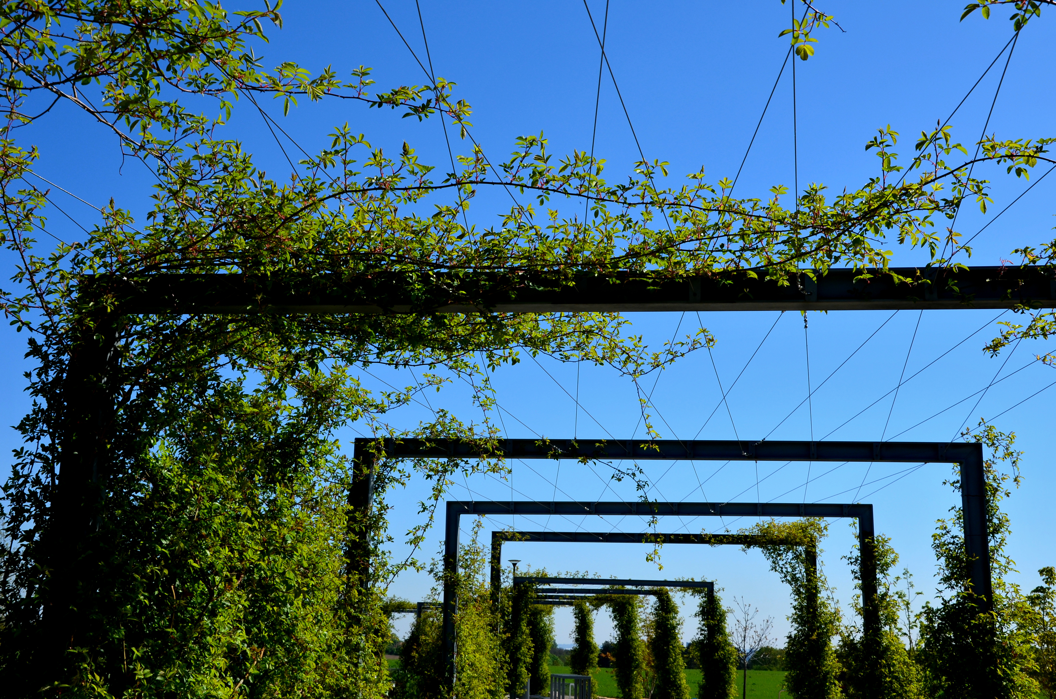 Cable trellis are often made of stainless steel cables, incorporating a more modern element to your garden.