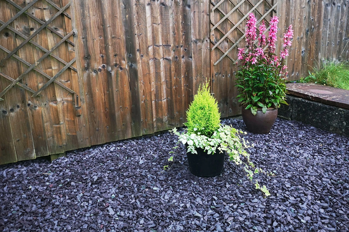 Purple slate chippings used in a garden up against a brown fence with plotted plants surrounding it. 