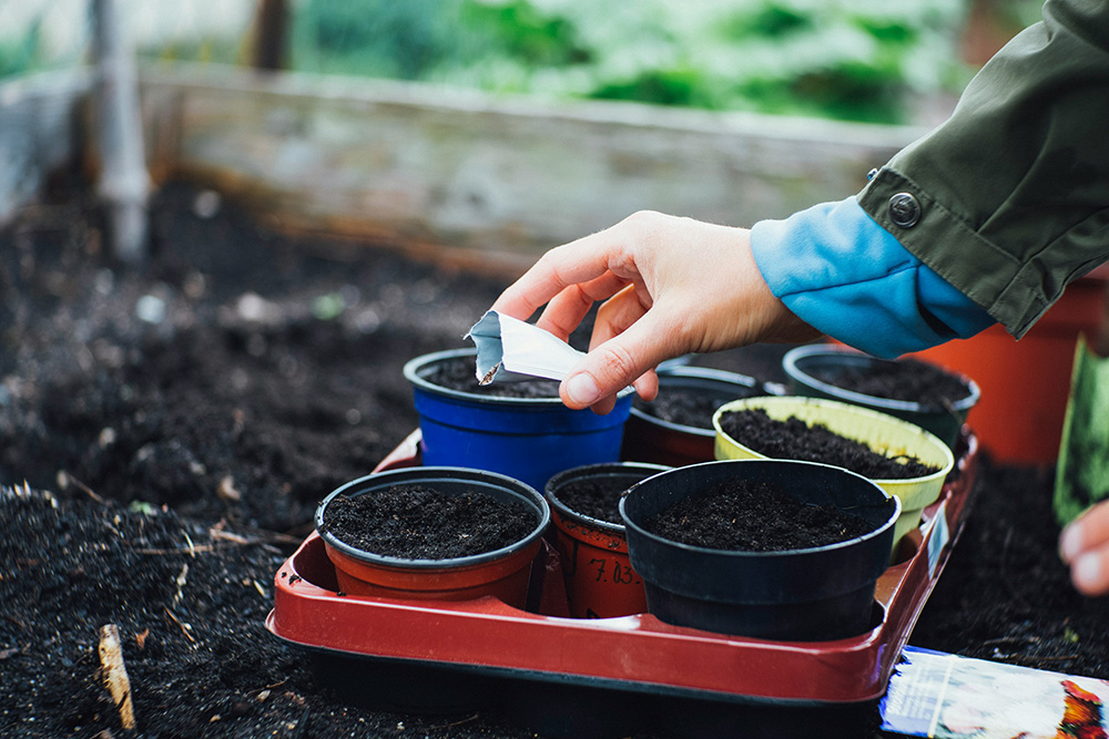 A person planting spring flowers in time for the winter time.