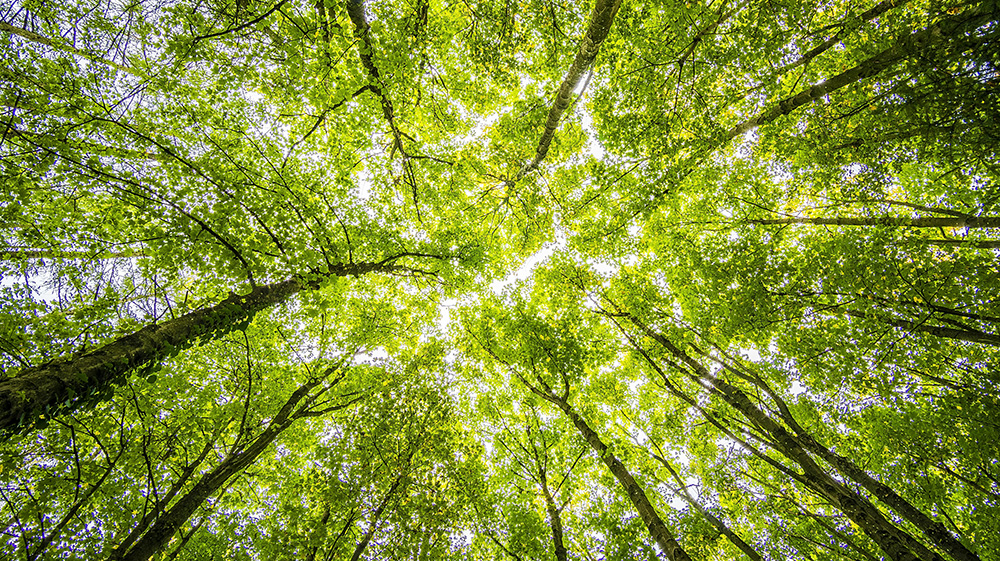 Plywood can be a sustainable choice, depending on the type of wood used and the manufacturing process. 