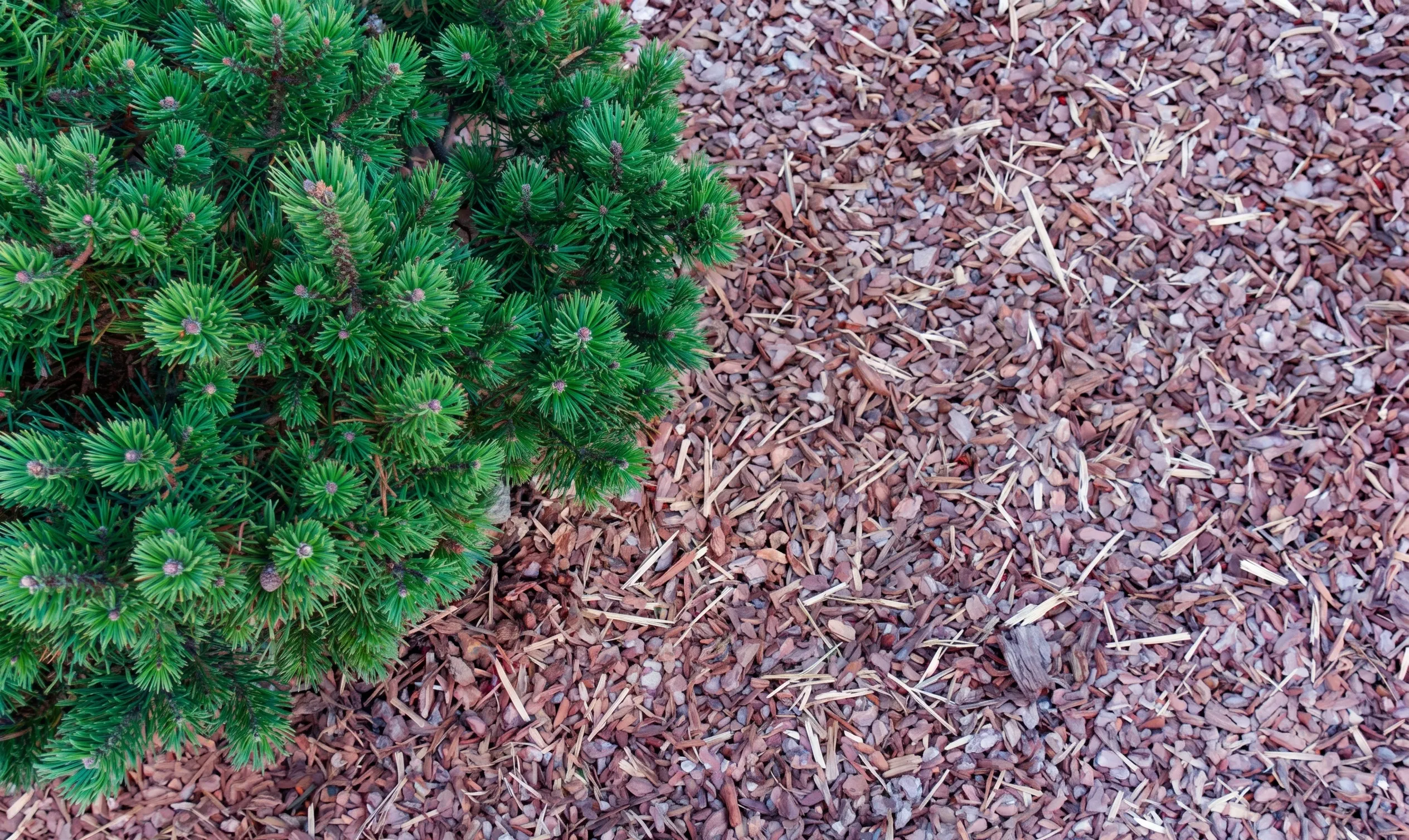 Bark chippings need to be replaced often, every 1-3 years depending on weather.