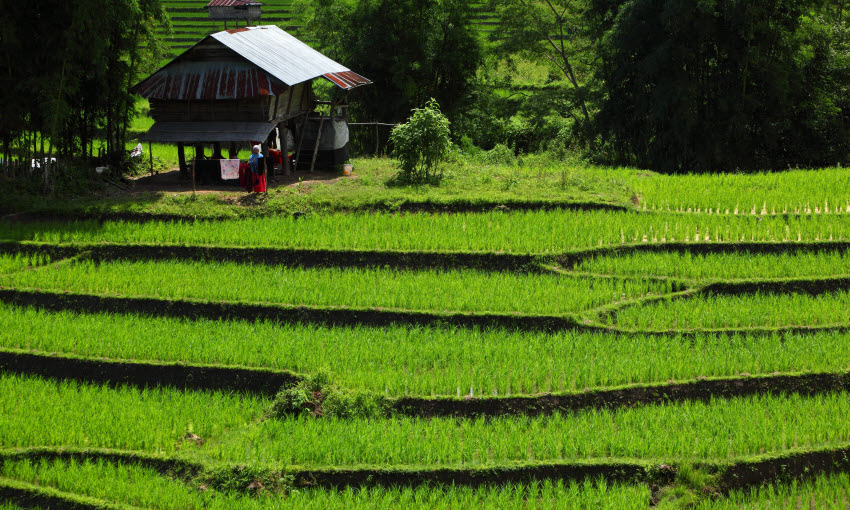 7 agrotourism projects to visit in Thailand | Responsible Thailand