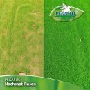 Kiepenkerl Pegasus Nachsaat-Rasensamen, 1 kg - 622258 Thumbnail 2