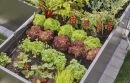 Gardena Kit d'initiation pour rangées de plantes jusqu'à 35 plantes Thumbnail 7