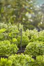 Gardena Tube prolongateur pour micro-asperseur Thumbnail 1