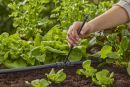 Gardena Tube prolongateur pour micro-asperseur Thumbnail 3