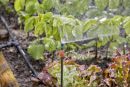 Gardena Tube prolongateur pour micro-asperseur Thumbnail 6