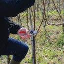 FELCO 17 Baumschere Thumbnail 2