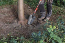 Polet Baumwurzelspaten (38 x 14 cm / Gartenspaten) - 101337E Thumbnail 3