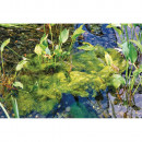 OASE 43139 AquaActiv AlGo Direct 500 ml Thumbnail 5