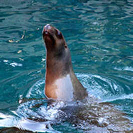 Sea Lion Swim