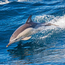 Dolphin Watching