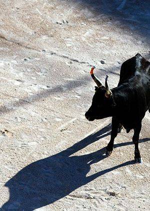 Baby Bull Running