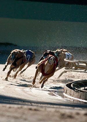 Dog Racing
