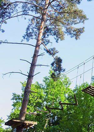 Canopy Capers