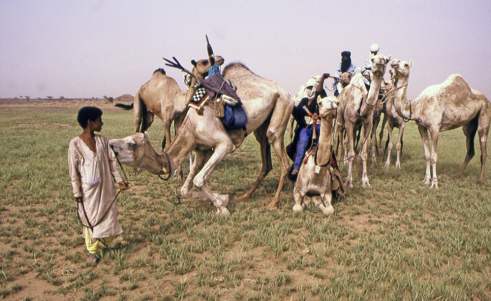 29c7008000000578-3131511-lifeline_the_camels_are_of_vital_importance_in_the_sahara_and_ar-a-10_1435129466190orig_main.jpg