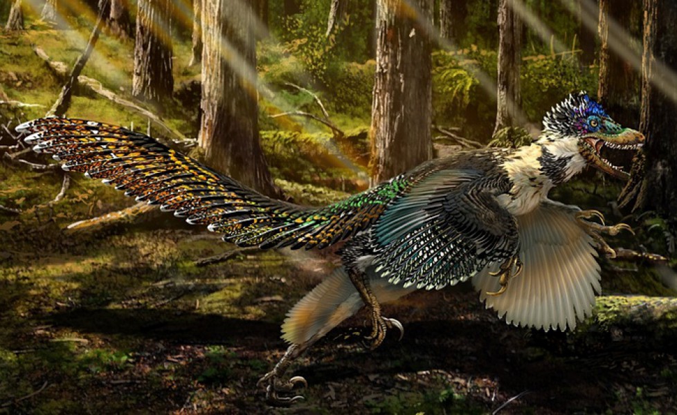 Il più grande dinosauro con le ali al mondo TPI Il più grande dinosauro con le ali al mondo TPI