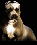 Truppenbild von Pitbulls Truppenbild von Pitbulls