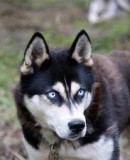 Benutzerbild von 5. Oberbefehlshaber Husky Benutzerbild von 5. Oberbefehlshaber Husky