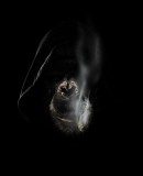 Benutzerbild von 5. Oberbefehlshaber __Battle_Fox__ Benutzerbild von 5. Oberbefehlshaber __Battle_Fox__
