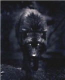Truppenbild von Wolfsgilde Truppenbild von Wolfsgilde
